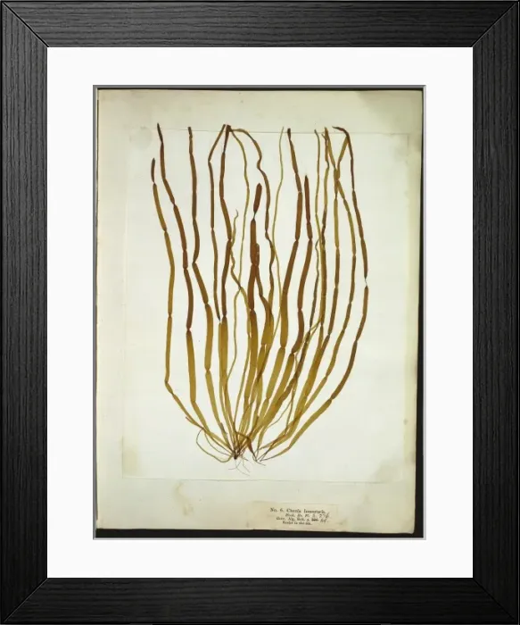 Framed Print : Chorda lomentaria, seaweed Framed Print : Chorda lomentaria, seaweed