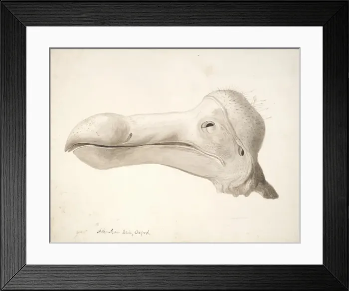 Framed Print : Raphus cucullatus, dodo Framed Print : Raphus cucullatus, dodo