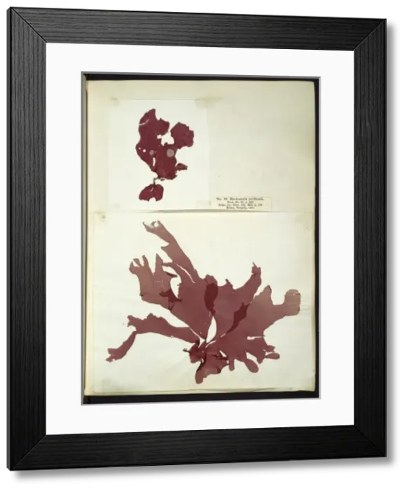 Framed Print : Rhodomenia reniformis, seaweed Framed Print : Rhodomenia reniformis, seaweed