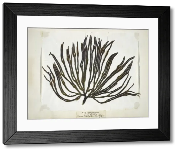 Framed Print : Codium tomemtosus, seaweed Framed Print : Codium tomemtosus, seaweed