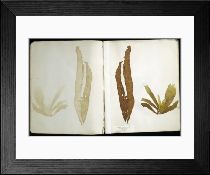 Framed Print : Punctaria plantaginea, seaweed Framed Print : Punctaria plantaginea, seaweed