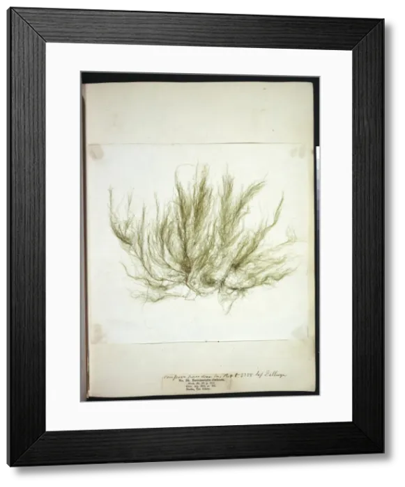 Framed Print : Entromorpha clathrata, seaweed Framed Print : Entromorpha clathrata, seaweed