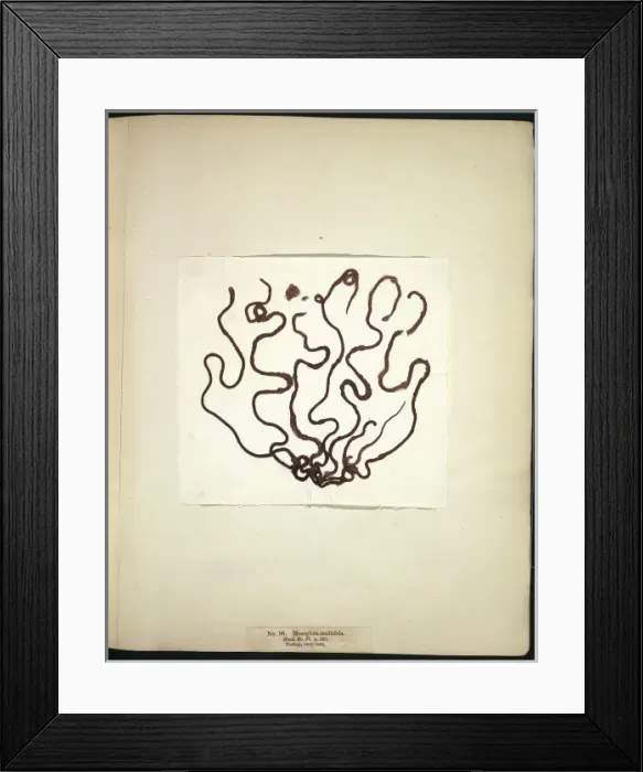 Framed Print : Mesogloia multifida, seaweed Framed Print : Mesogloia multifida, seaweed