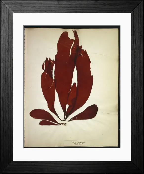 Framed Print : Iridaea edulis, seaweed Framed Print : Iridaea edulis, seaweed