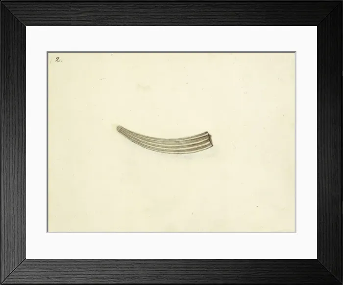 Framed Print : Dentalium elephatinum Framed Print : Dentalium elephatinum