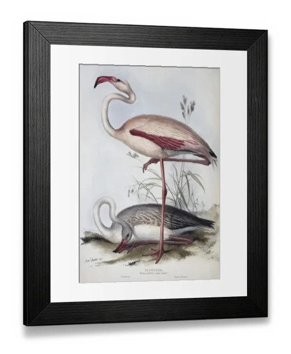 Framed Print : Phoenicopterus ruber, greater flamingo Framed Print : Phoenicopterus ruber, greater flamingo