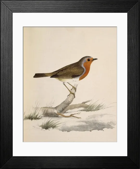 Framed Print : Erythacus rubecula, European robin Framed Print : Erythacus rubecula, European robin