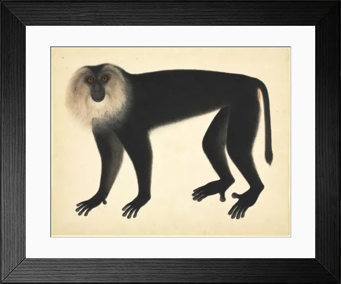 Framed Print : Monkey. Plate 72 of the John Reeves Collection of Zoological Drawings Framed Print : Monkey. Plate 72 of the John Reeves Collection of Zoological Drawings