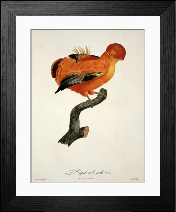 Framed Print : Rupicola rupicola, Guianan cock-of-the-rock Framed Print : Rupicola rupicola, Guianan cock-of-the-rock