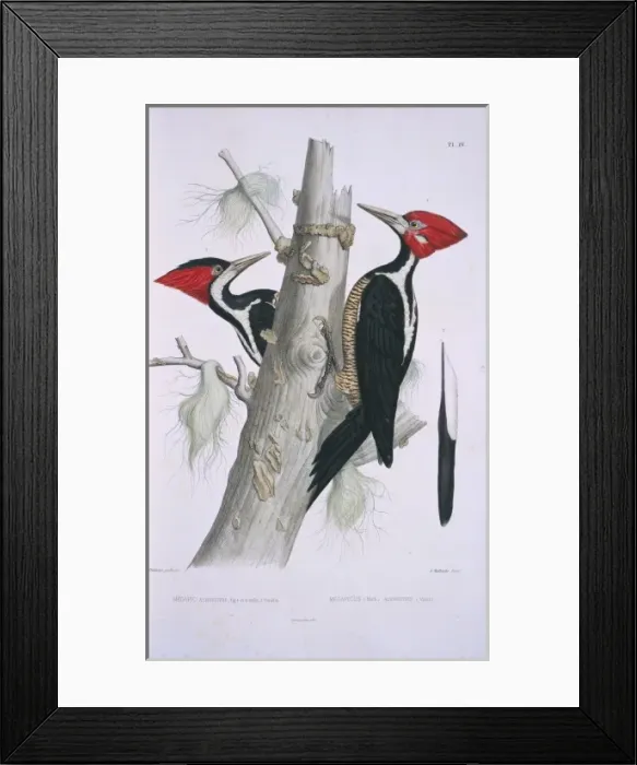 Framed Print : Campephilus melanoleucos, Crimson-crested Woodpecker Framed Print : Campephilus melanoleucos, Crimson-crested Woodpecker