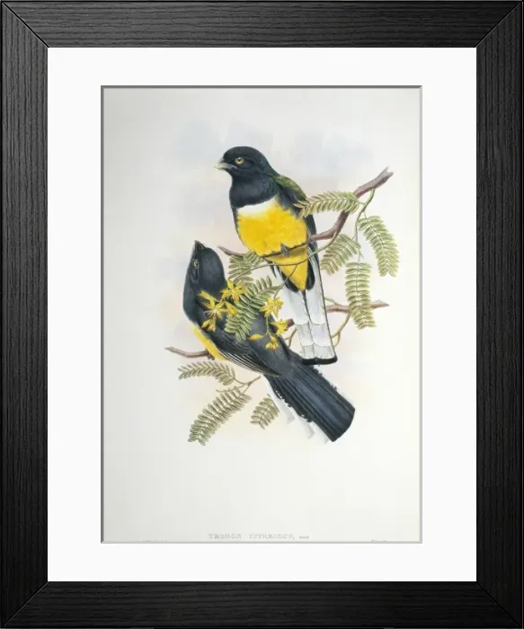 Framed Print : Trogon citreolus, citreoline trogon Framed Print : Trogon citreolus, citreoline trogon