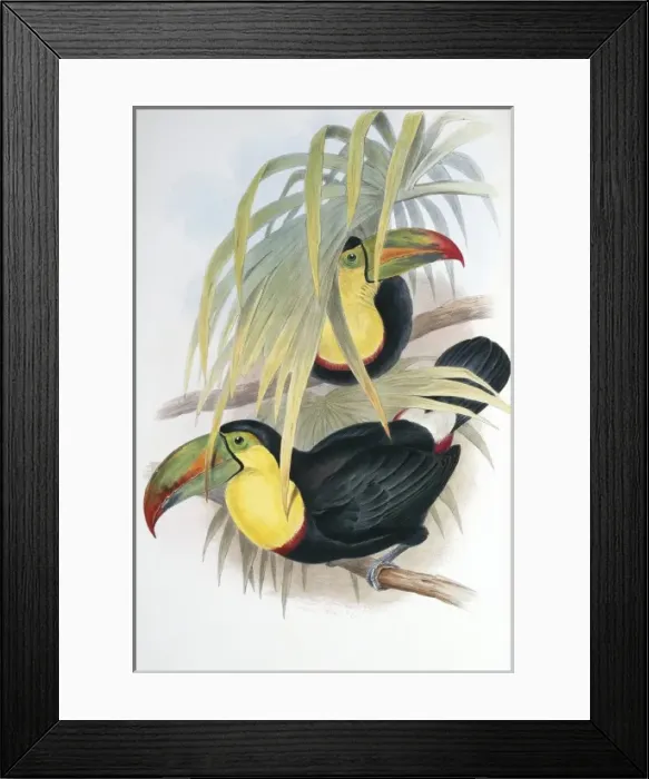 Framed Print : Ramphastos sulfuratus brevicarinatus, keel-billed toucan Framed Print : Ramphastos sulfuratus brevicarinatus, keel-billed toucan