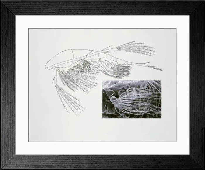Framed Print : Line drawing of a shrimp-like crustacea Framed Print : Line drawing of a shrimp-like crustacea