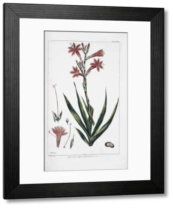 Framed Print : Watsonia meriana L. bulbillifera Framed Print : Watsonia meriana L. bulbillifera