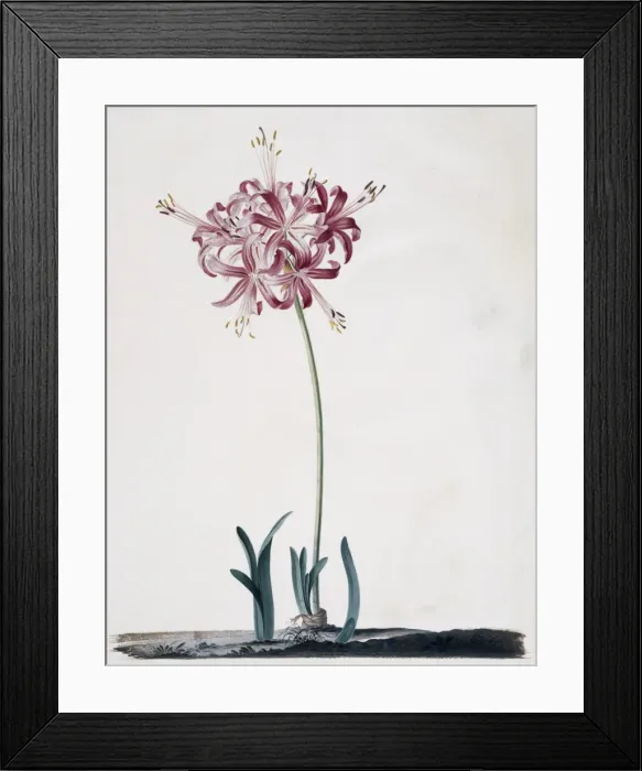 Framed Print : Nerine sarniensis, Guernsey lily Framed Print : Nerine sarniensis, Guernsey lily