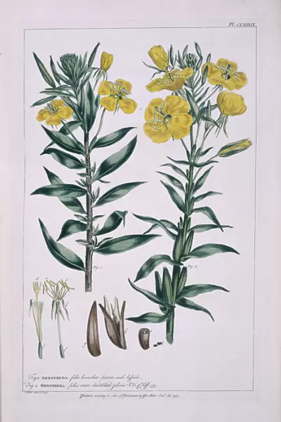Oenothera parviflora L. & Oenothera biennis L