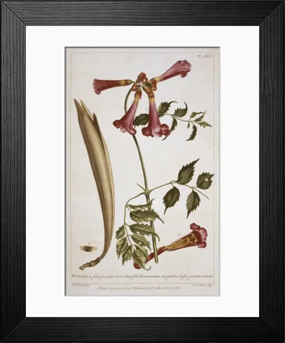 Framed Print : Campsis radicans L. seemann Framed Print : Campsis radicans L. seemann