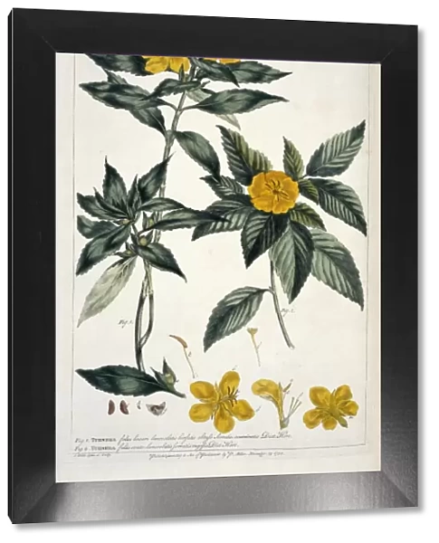 Turnera ulmifolia var. angustifolia, yellow alder
