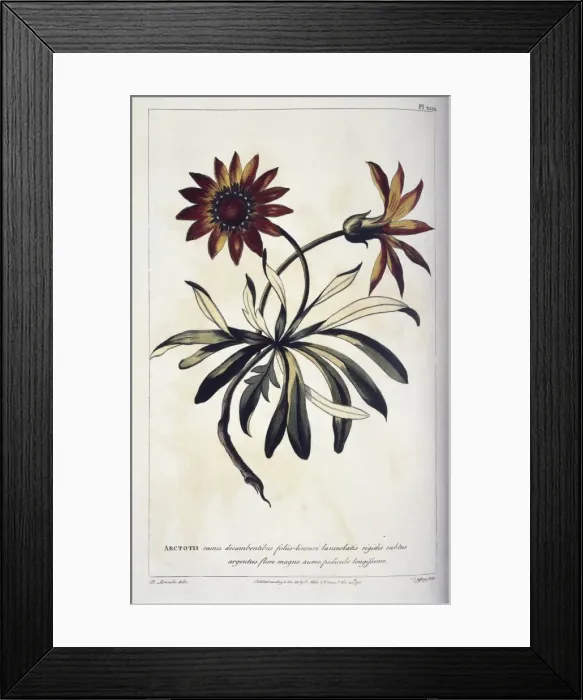 Framed Print : Gazania rigens, gazania Framed Print : Gazania rigens, gazania