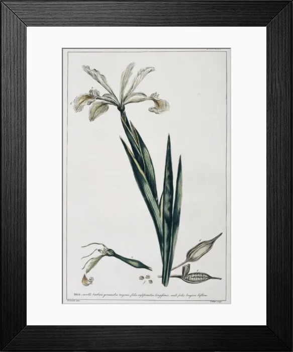 Framed Print : Iris orientalis, Turkish iris Framed Print : Iris orientalis, Turkish iris