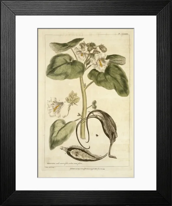 Framed Print : Proboscides louisianica (Miller), unicorn plant Framed Print : Proboscides louisianica (Miller), unicorn plant