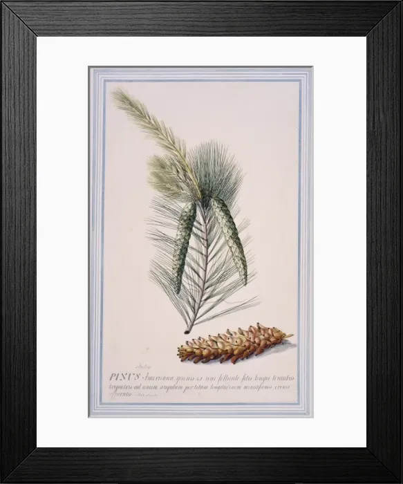 Framed Print : Pinus strobus L. Weymouth pine Framed Print : Pinus strobus L. Weymouth pine