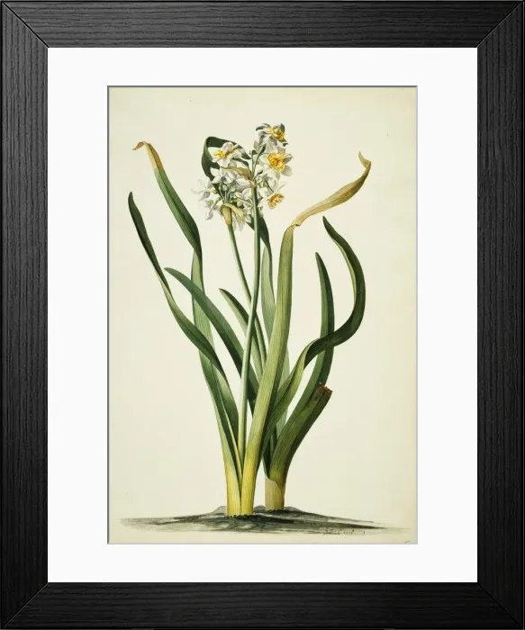 Framed Print : Narcissus tazetta, daffodil Framed Print : Narcissus tazetta, daffodil
