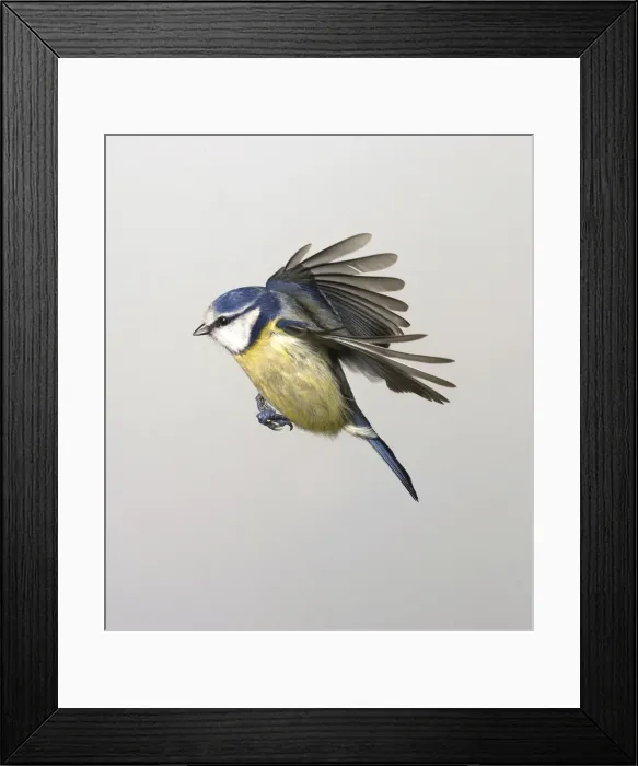 Framed Print : Parus caeruleus, blue tit Framed Print : Parus caeruleus, blue tit