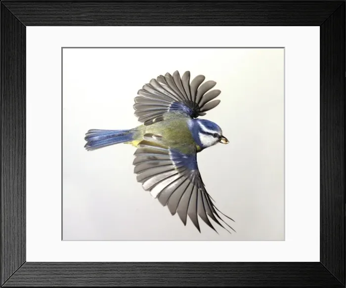 Framed Print : Parus caeruleus, blue tit Framed Print : Parus caeruleus, blue tit