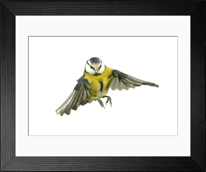 Framed Print : Parus caeruleus, blue tit Framed Print : Parus caeruleus, blue tit