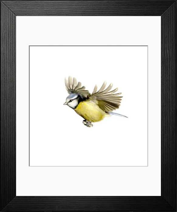 Framed Print : Parus caeruleus, blue tit Framed Print : Parus caeruleus, blue tit