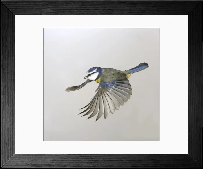 Framed Print : Parus caeruleus, blue tit Framed Print : Parus caeruleus, blue tit