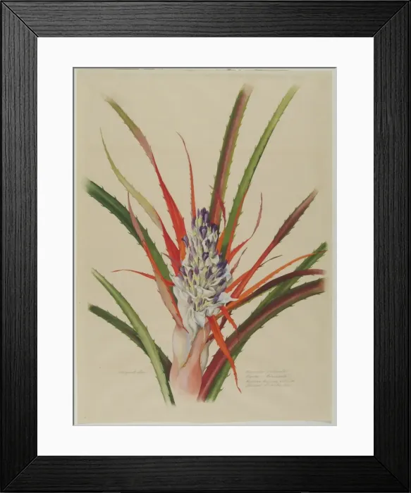 Framed Print : Bromelia anticantha Framed Print : Bromelia anticantha