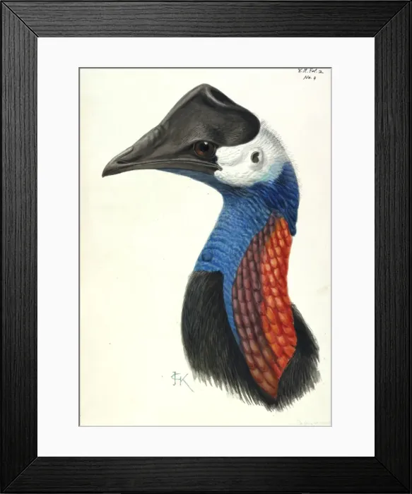 Framed Print : Casuarius bennetti, dwarf cassowary Framed Print : Casuarius bennetti, dwarf cassowary