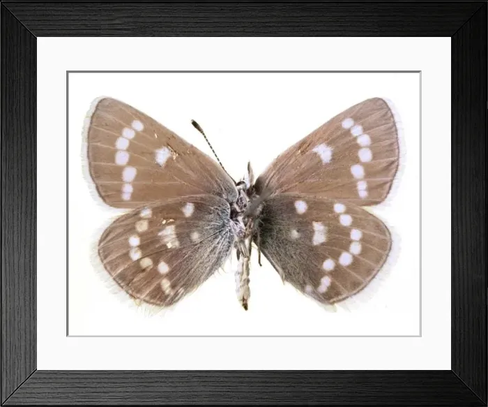 Framed Print : Glaucopsyche lygdamus, xerces blue Framed Print : Glaucopsyche lygdamus, xerces blue