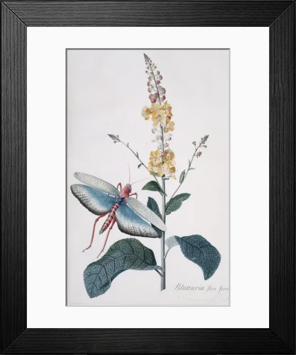 Framed Print : Verbascam ferrugineum & Tropidacris collaris Framed Print : Verbascam ferrugineum & Tropidacris collaris