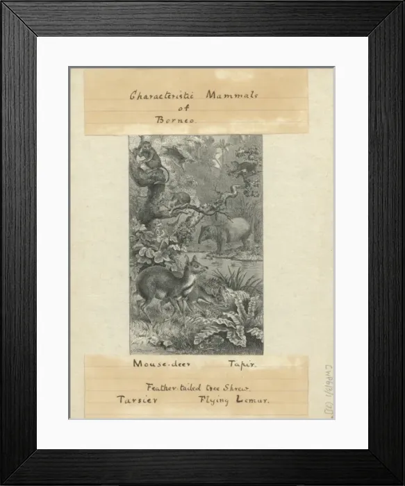 Framed Print : Characteristic Mammals of Borneo Framed Print : Characteristic Mammals of Borneo
