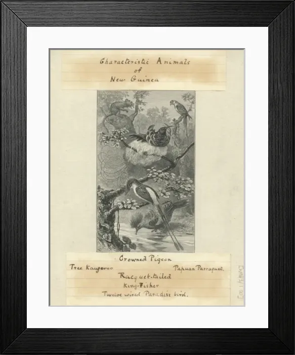 Framed Print : Characteristic Animals of New Guinea Framed Print : Characteristic Animals of New Guinea