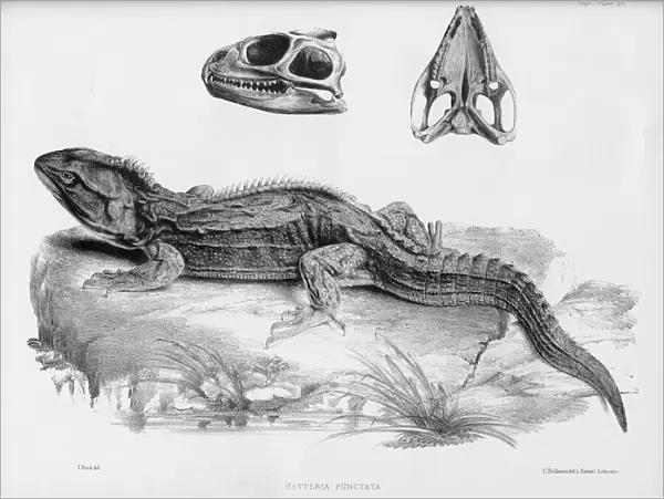 Hatteria punctata, great fringed lizard of New Zealand