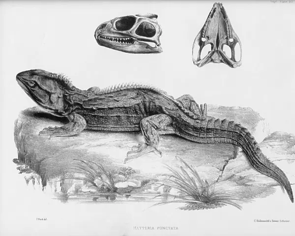 Hatteria punctata, great fringed lizard of New Zealand
