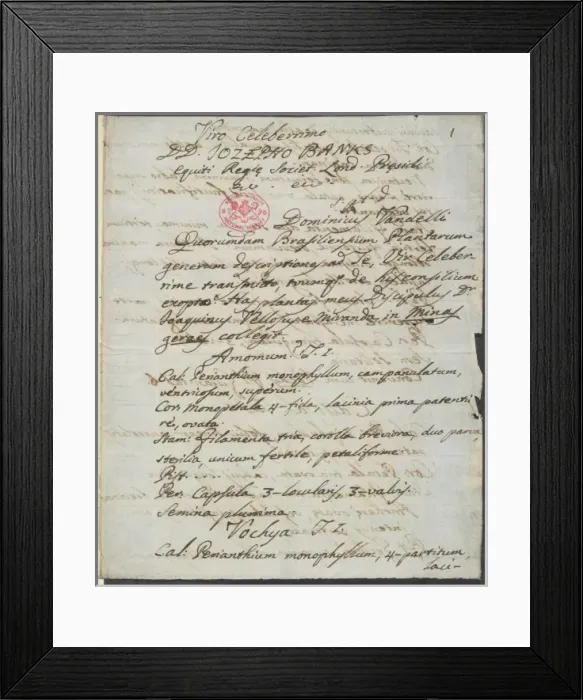 Framed Print : Letter from Vandelli, Domenico Framed Print : Letter from Vandelli, Domenico