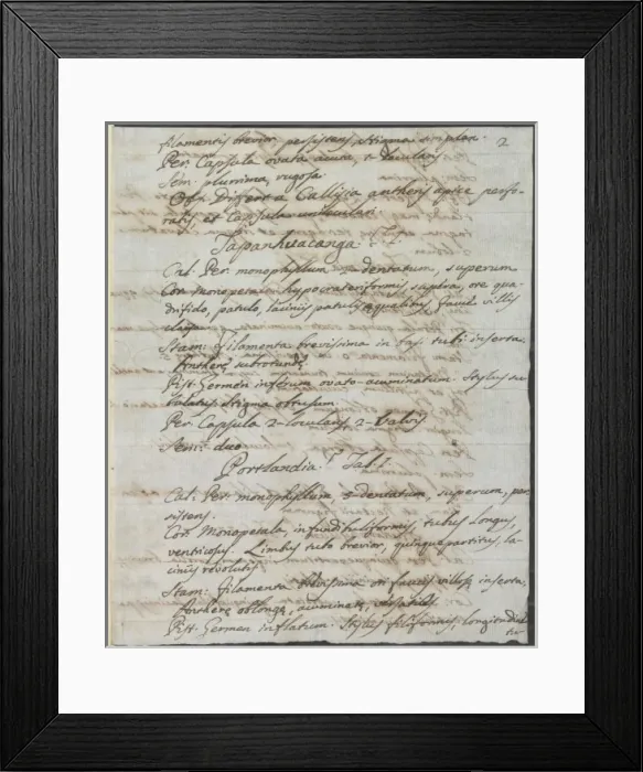 Framed Print : Letter from Vandelli, Domenico Framed Print : Letter from Vandelli, Domenico
