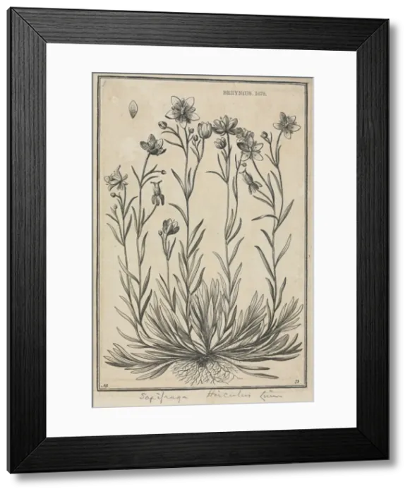 Framed Print : Saxifraga hirculus, Marsh saxifrage Framed Print : Saxifraga hirculus, Marsh saxifrage