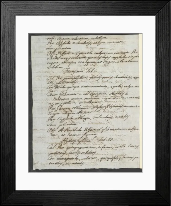 Framed Print : Letter from Vandelli, Domenico Framed Print : Letter from Vandelli, Domenico