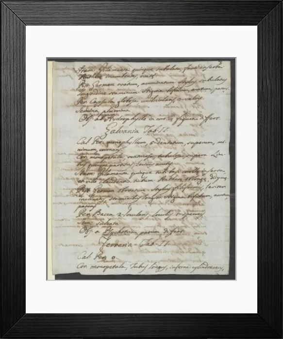 Framed Print : Letter from Vandelli, Domenico Framed Print : Letter from Vandelli, Domenico