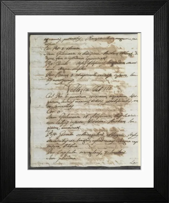 Framed Print : Letter from Vandelli, Domenico Framed Print : Letter from Vandelli, Domenico