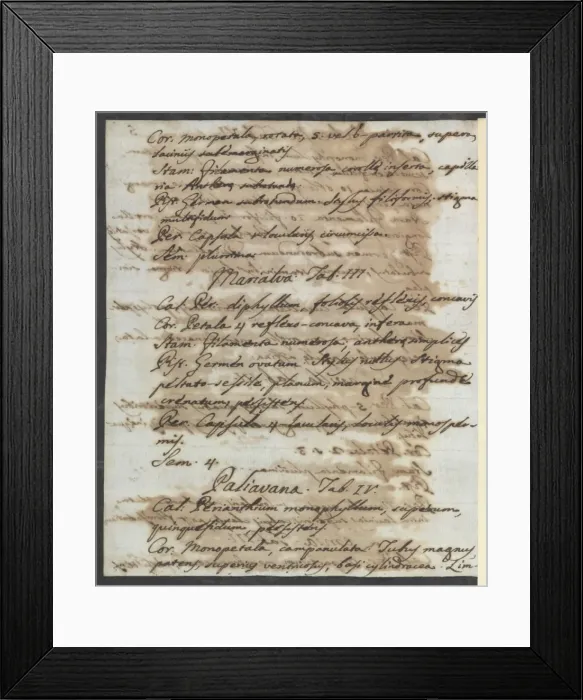 Framed Print : Letter from Vandelli, Domenico Framed Print : Letter from Vandelli, Domenico