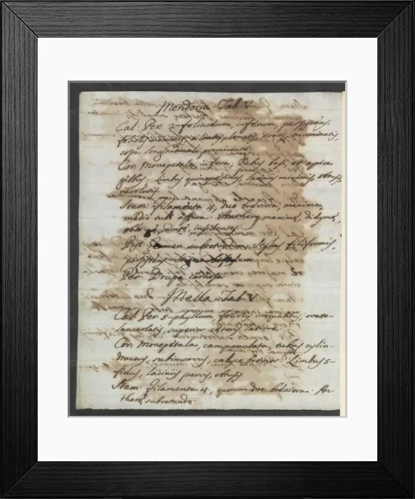 Framed Print : Letter from Vandelli, Domenico Framed Print : Letter from Vandelli, Domenico