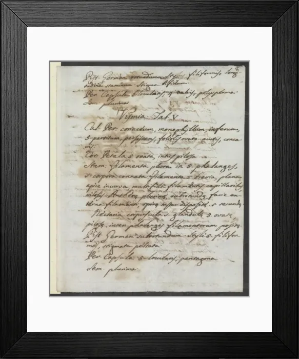 Framed Print : Letter from Vandelli, Domenico Framed Print : Letter from Vandelli, Domenico