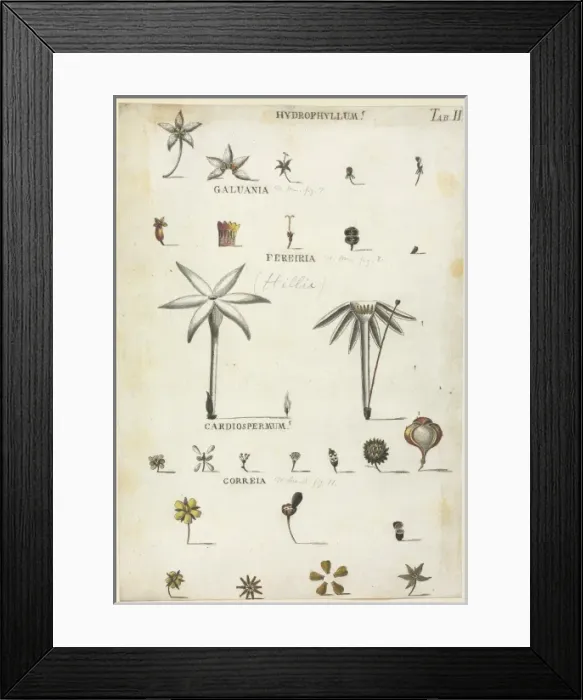 Framed Print : Hydrophyllum, Galuania, Fereiria, Cardiospermum, Correia Framed Print : Hydrophyllum, Galuania, Fereiria, Cardiospermum, Correia